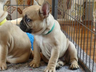 Pedigree ikc  Show Quality French Bulldog puppy in Wexford