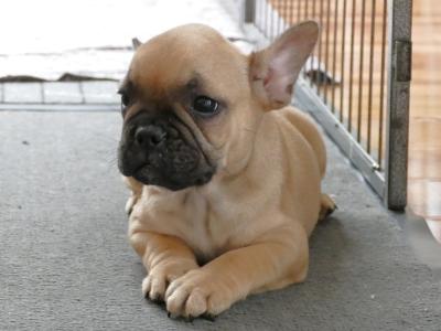 Pedigree ikc  Show Quality French Bulldog puppy in Wexford