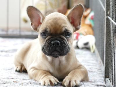 Pedigree ikc  Show Quality French Bulldog puppy in Wexford