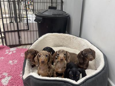 IKC Registered Miniature Dachshund puppies in Tyrone