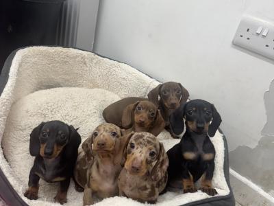 IKC Registered Miniature Dachshund puppies in Tyrone