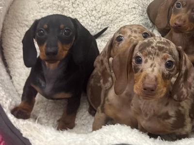 IKC Registered Miniature Dachshund puppies in Tyrone