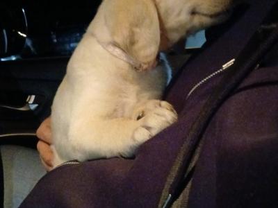 Beautiful Goldendoodle puppies in Roscommon