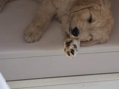 Beautiful Goldendoodle puppies in Roscommon