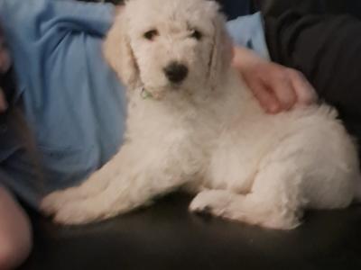 Beautiful Goldendoodle puppies in Roscommon