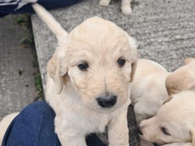 Beautiful Goldendoodle puppies in Roscommon