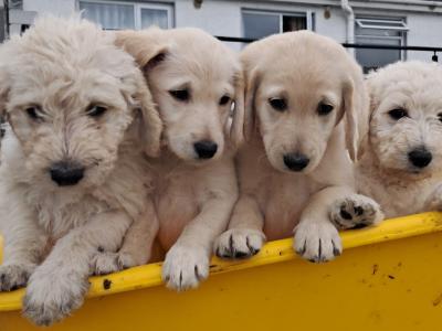 Beautiful Goldendoodle puppies in Roscommon