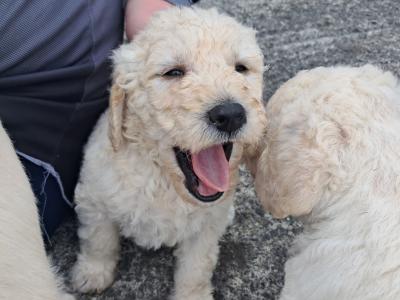 Beautiful Goldendoodle puppies in Roscommon