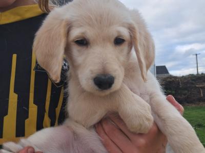 Beautiful Goldendoodle puppies in Roscommon