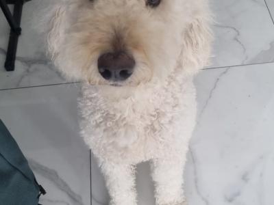 Beautiful Goldendoodle puppies in Roscommon