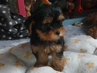 🩷✨️ONE MALE PUPPY LEFT✨️🩷 Miniature Teacup Yorkshire Terrier puppies in Dublin