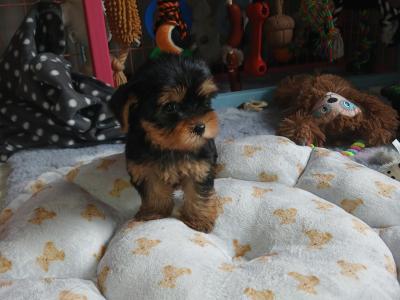 🩷✨️ONE MALE PUPPY LEFT✨️🩷 Miniature Teacup Yorkshire Terrier puppies in Dublin