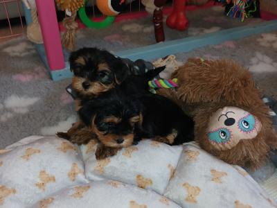 🩷✨️ONE MALE PUPPY LEFT✨️🩷 Miniature Teacup Yorkshire Terrier puppies in Dublin