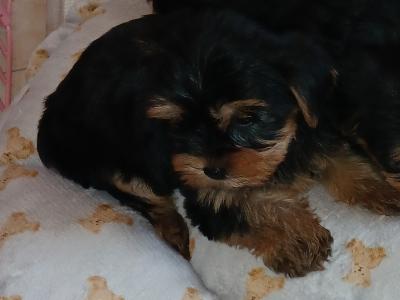 🩷✨️ONE MALE PUPPY LEFT✨️🩷 Miniature Teacup Yorkshire Terrier puppies in Dublin