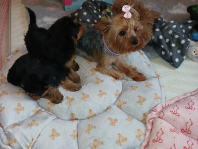 🩷✨️ONE MALE PUPPY LEFT✨️🩷 Miniature Teacup Yorkshire Terrier puppies in Dublin