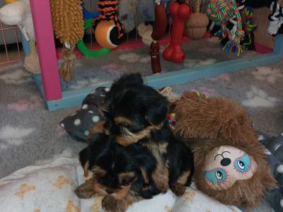 🩷✨️ONE MALE PUPPY LEFT✨️🩷 Miniature Teacup Yorkshire Terrier puppies in Dublin