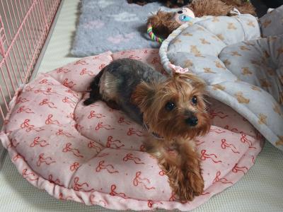 🩷✨️ONE MALE PUPPY LEFT✨️🩷 Miniature Teacup Yorkshire Terrier puppies in Dublin