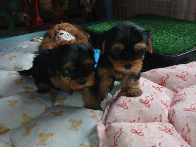 🩷✨️ONE MALE PUPPY LEFT✨️🩷 Miniature Teacup Yorkshire Terrier puppies in Dublin