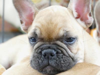 Pedigree ikc  Show Quality French Bulldog puppy in Wexford