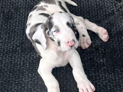Great Dane puppies in Tipperary