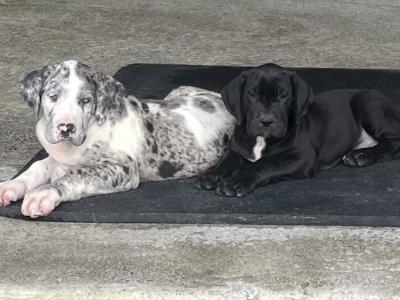 Great Dane puppies in Tipperary