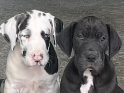 Great Dane puppies in Tipperary