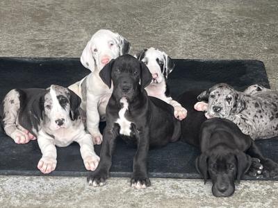 Great Dane puppies in Tipperary