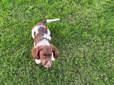 IKC Registered male Springer Spaniel puppy for sale in Cork