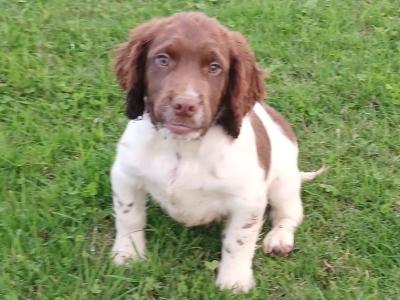 IKC Registered male Springer Spaniel puppy for sale in Cork