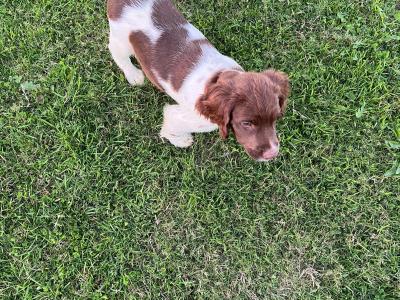 IKC Registered male Springer Spaniel puppy for sale in Cork