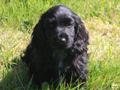Show Quality IKC Registered Cocker Spaniel puppies in Galway