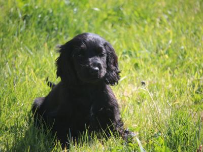 Show Quality IKC Registered Cocker Spaniel puppies in Galway
