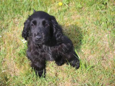 Show Quality IKC Registered Cocker Spaniel puppies in Galway
