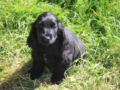 Show Quality IKC Registered Cocker Spaniel puppies in Galway
