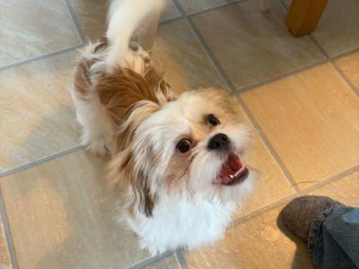 5 month old male Shih Tzu puppy in Donegal