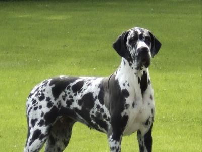 Great Dane puppies in Tipperary
