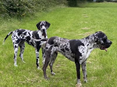 Great Dane puppies in Tipperary
