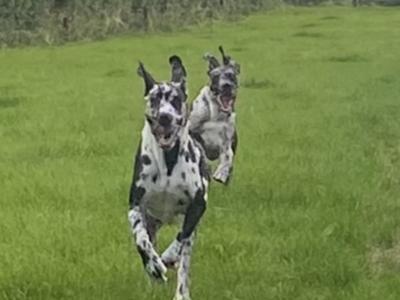 Great Dane puppies in Tipperary