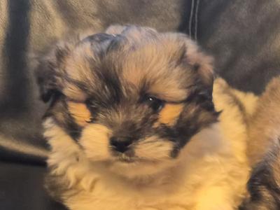 Beautiful Shih Tzu x Pomeranian 'Teddy Bear' puppies in Clare