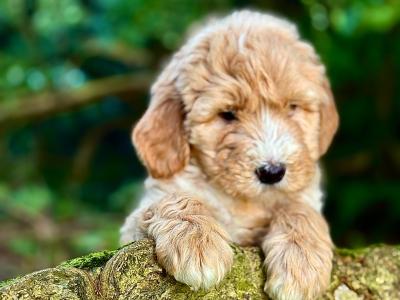 Bernedoodle puppies in Limerick 🐶🐶❤️👌