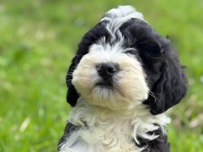 Bernedoodle puppies in Limerick 🐶🐶❤️👌