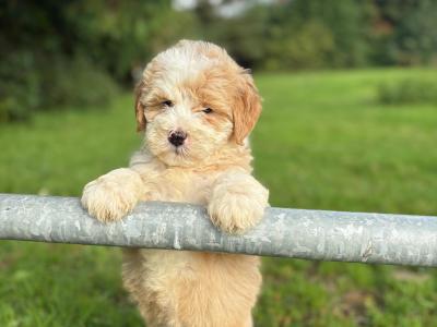 Bernedoodle puppies in Limerick 🐶🐶❤️👌