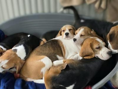 Beagle puppies in Armagh