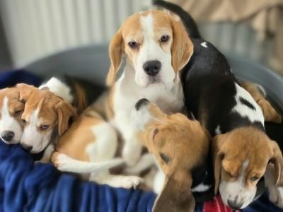 Beagle puppies in Armagh