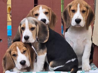 Beagle puppies in Armagh