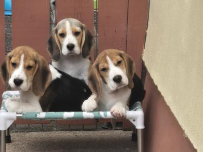 Beagle puppies in Armagh