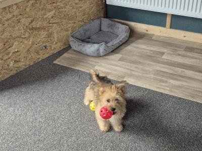 Female Shih Tzu x Pomeranian