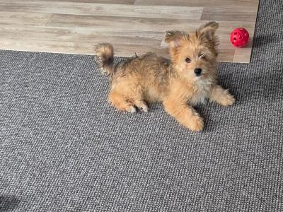 Female Shih Tzu x Pomeranian