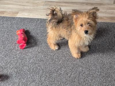 Female Shih Tzu x Pomeranian