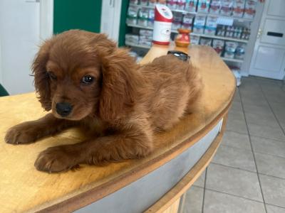 Ruby Red male Cavalier King Charles Spaniel puppy in Longford